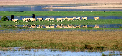 line of sheep reflected in water